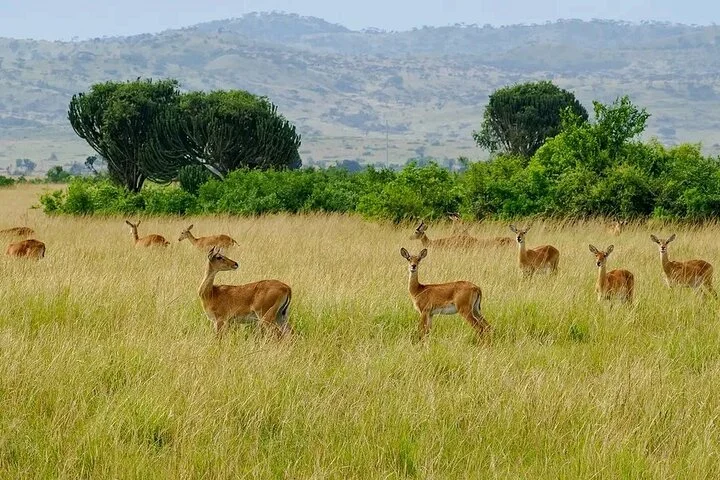 13 Day Uganda Safari with Gorillas, Chimps & Tree climbing lions