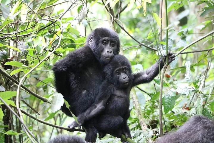 13 Day Uganda Safari with Gorillas, Chimps & Tree climbing lions