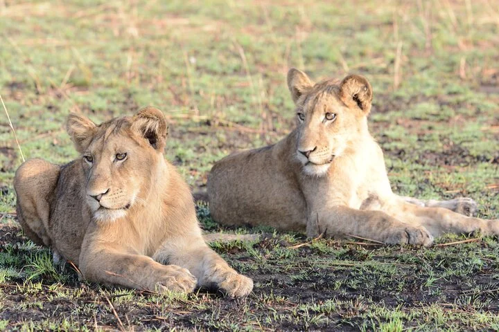 13 Day Uganda Safari with Gorillas, Chimps & Tree climbing lions