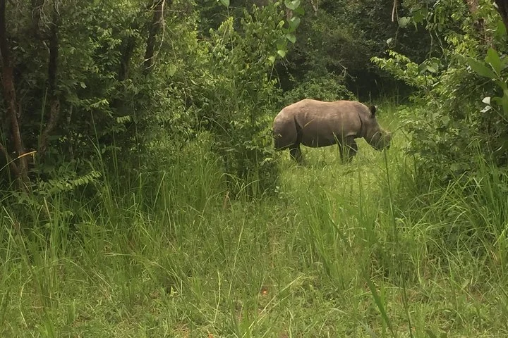 3 Day Murchison Falls NP Wildlife Tour, Chimps & Rhino Tracking.