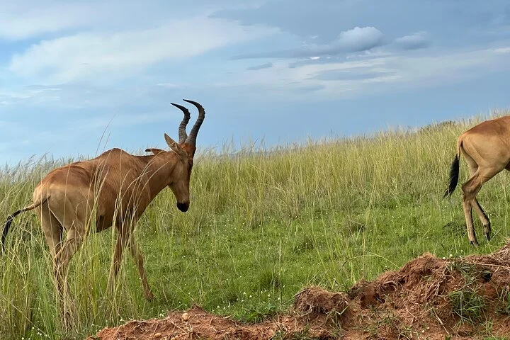3 Day Murchison Falls NP Wildlife Tour, Chimps & Rhino Tracking.