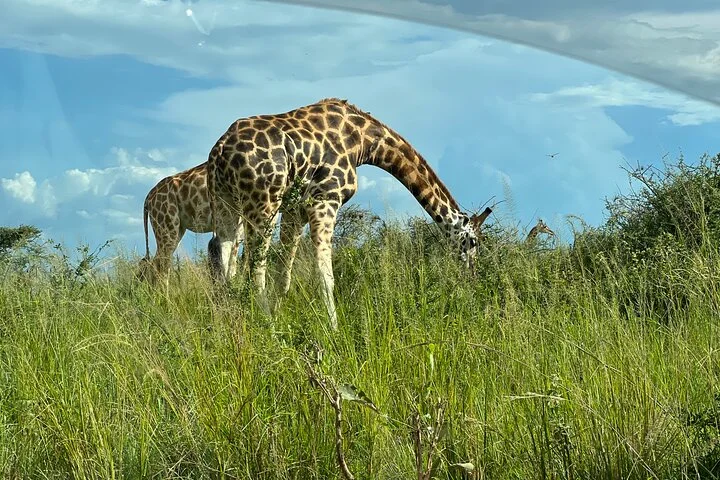 3 Day Murchison Falls NP Wildlife Tour, Chimps & Rhino Tracking.