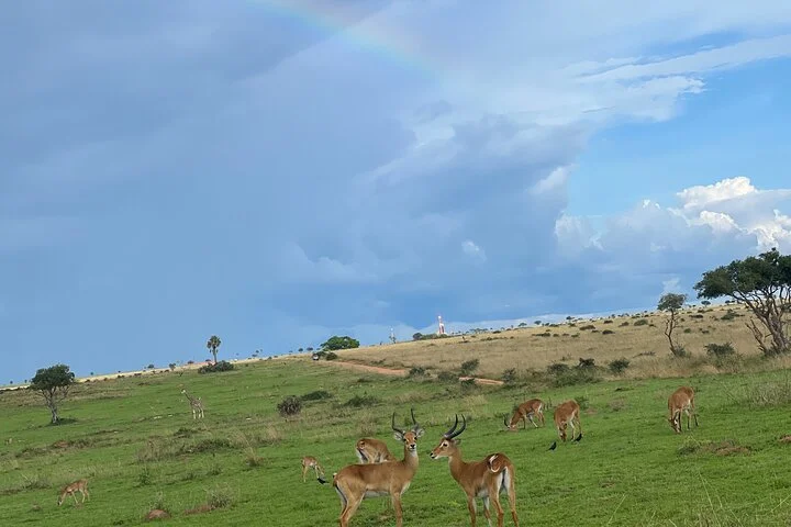 3 Day Murchison Falls NP Wildlife Tour, Chimps & Rhino Tracking.