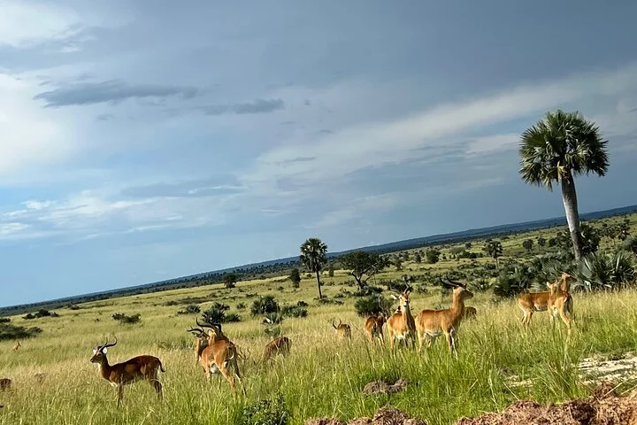 3 Day Murchison Falls NP Wildlife Tour, Chimps & Rhino Tracking.