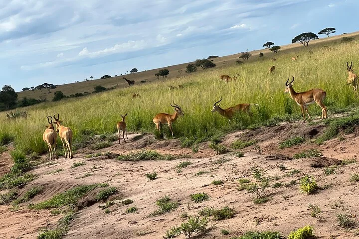 3 Day Murchison Falls NP Wildlife Tour, Chimps & Rhino Tracking.