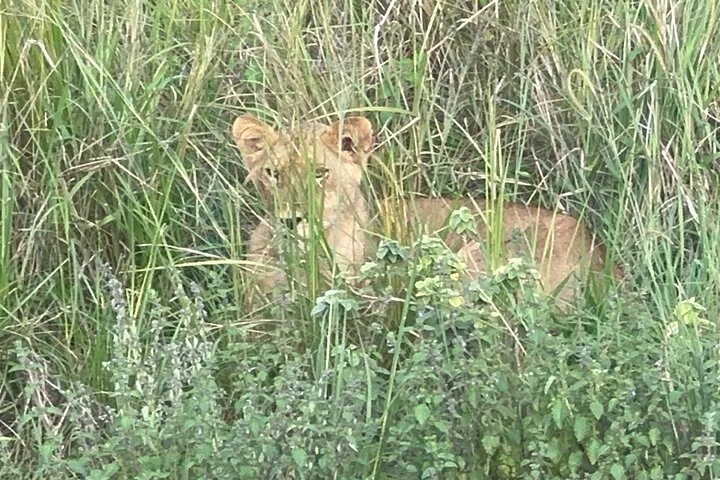 3 Day Murchison Falls NP Wildlife Tour, Chimps & Rhino Tracking.