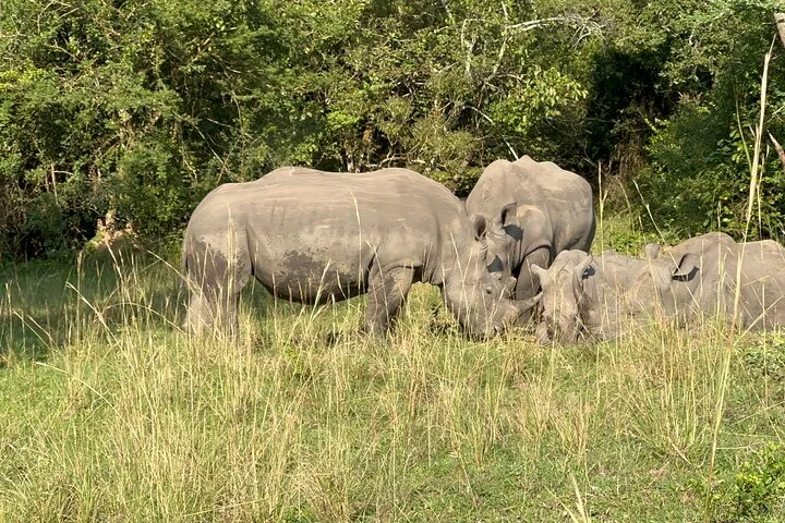 3 Day Murchison Falls NP Wildlife Tour, Chimps & Rhino Tracking.