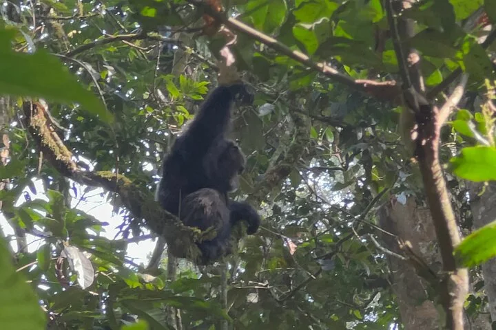 3 Day Murchison Falls NP Wildlife Tour, Chimps & Rhino Tracking.