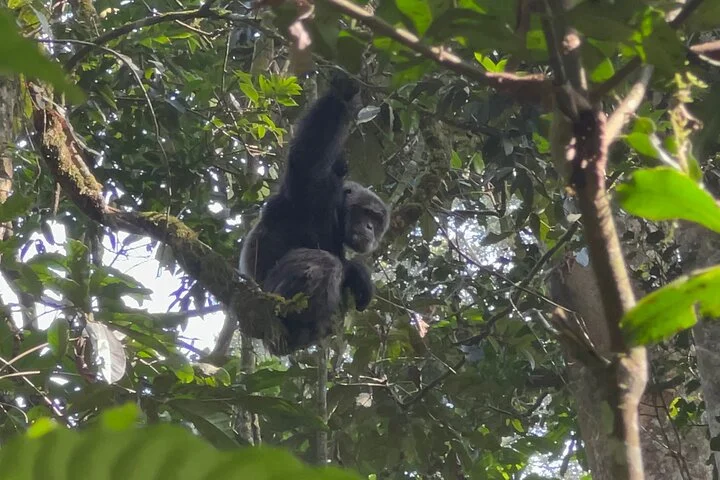 3 Day Murchison Falls NP Wildlife Tour, Chimps & Rhino Tracking.