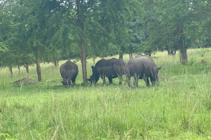 3 Day Murchison Falls NP Wildlife Tour, Chimps & Rhino Tracking.