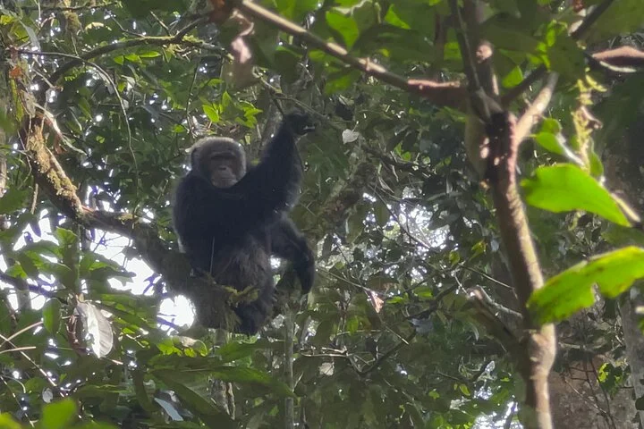 3 Day Murchison Falls NP Wildlife Tour, Chimps & Rhino Tracking.