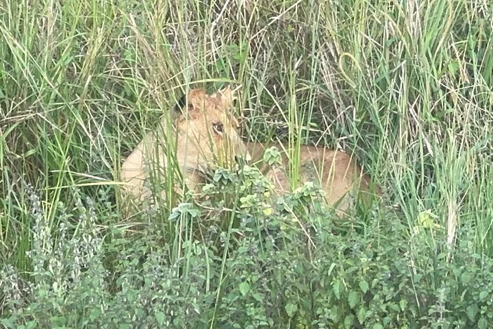 3 Day Murchison Falls NP Wildlife Tour, Chimps & Rhino Tracking.