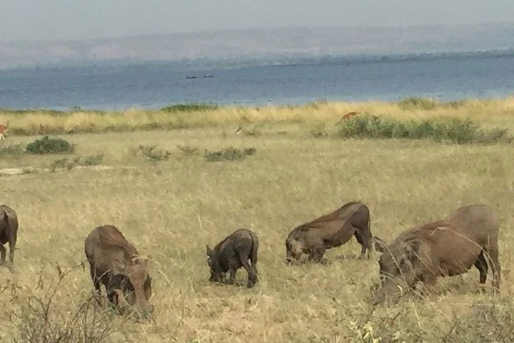 3 Day Murchison Falls NP Wildlife Tour, Chimps & Rhino Tracking.