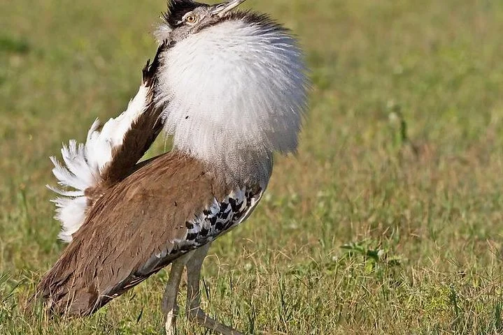 6 Days Join Group Safari Serengeti,Ngorongoro, Lake Manyara, Tarangire, Arusha