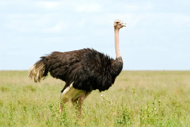 6 Days Join Group Safari Serengeti,Ngorongoro, Lake Manyara, Tarangire, Arusha