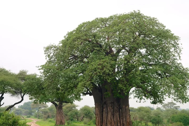 6 Days Join Group Safari Serengeti,Ngorongoro, Lake Manyara, Tarangire, Arusha