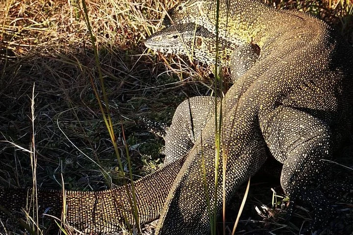 6 Days Join Group Safari Serengeti,Ngorongoro, Lake Manyara, Tarangire, Arusha