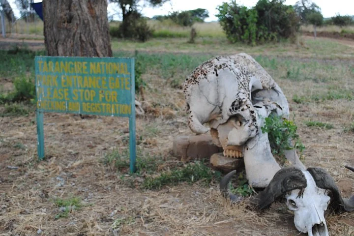 6 Days Join Group Safari Serengeti,Ngorongoro, Lake Manyara, Tarangire, Arusha