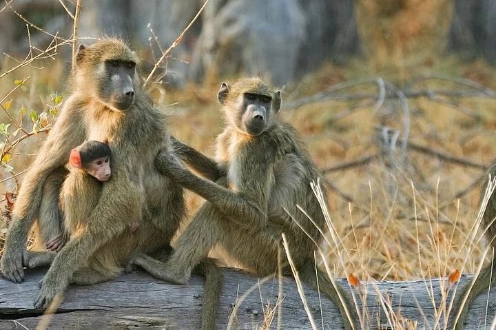 6 Days Join Group Safari Serengeti,Ngorongoro, Lake Manyara, Tarangire, Arusha