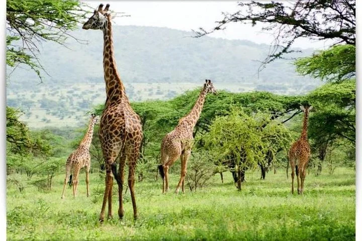 6 Days Join Group Safari Serengeti,Ngorongoro, Lake Manyara, Tarangire, Arusha