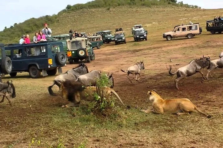 6 Days Join Group Safari Serengeti,Ngorongoro, Lake Manyara, Tarangire, Arusha