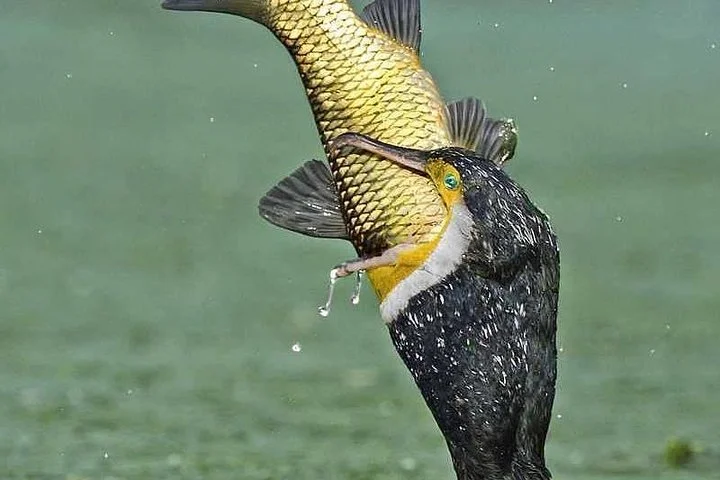 6 Days Join Group Safari Serengeti,Ngorongoro, Lake Manyara, Tarangire, Arusha