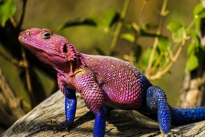 6 Days Join Group Safari Serengeti,Ngorongoro, Lake Manyara, Tarangire, Arusha