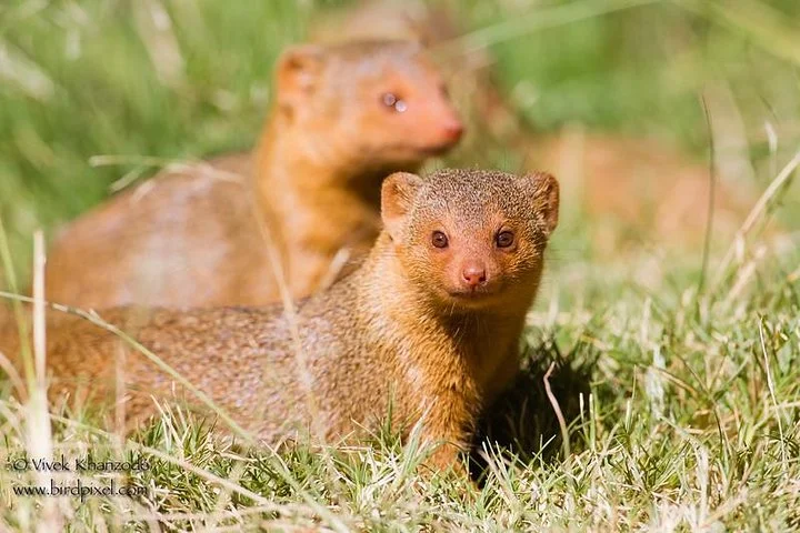 Big Five & Beyond – Join the 7 Days Safari Adventure