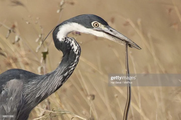 Big Five & Beyond – Join the 7 Days Safari Adventure