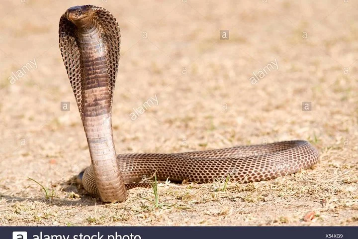 Big Five & Beyond – Join the 7 Days Safari Adventure