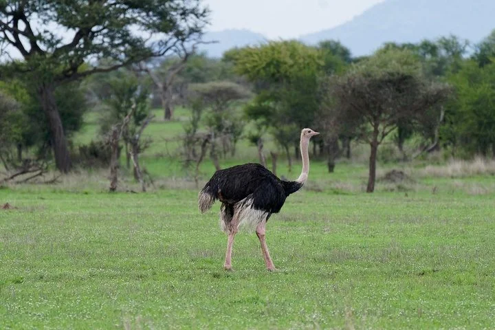 Big Five & Beyond – Join the 7 Days Safari Adventure