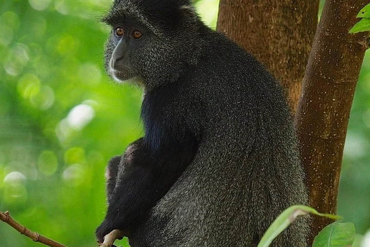 Big Five & Beyond – Join the 7 Days Safari Adventure