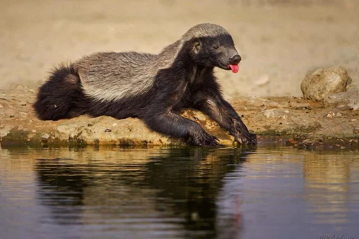 Big Five & Beyond – Join the 7 Days Safari Adventure