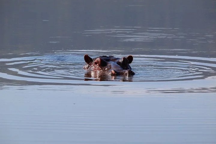 Big Five & Beyond – Join the 7 Days Safari Adventure