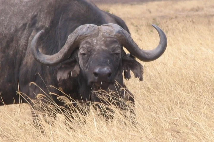 Big Five & Beyond – Join the 7 Days Safari Adventure