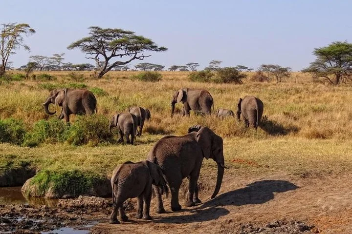 Big Five & Beyond – Join the 7 Days Safari Adventure