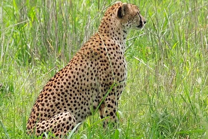 Big Five & Beyond – Join the 7 Days Safari Adventure