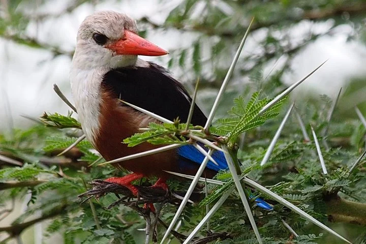 Big Five & Beyond – Join the 7 Days Safari Adventure