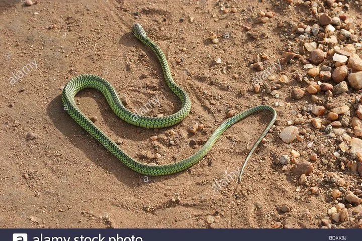 Big Five & Beyond – Join the 7 Days Safari Adventure