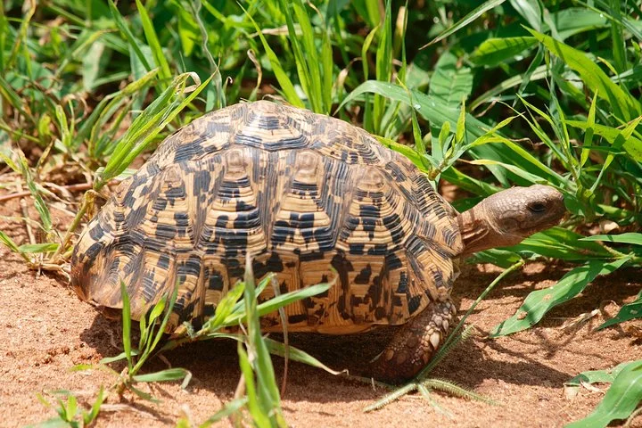 Big Five & Beyond – Join the 7 Days Safari Adventure