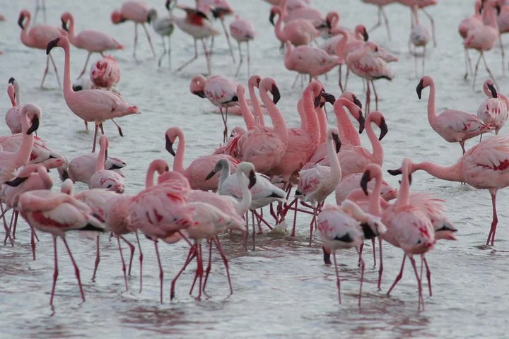 Big Five & Beyond – Join the 7 Days Safari Adventure