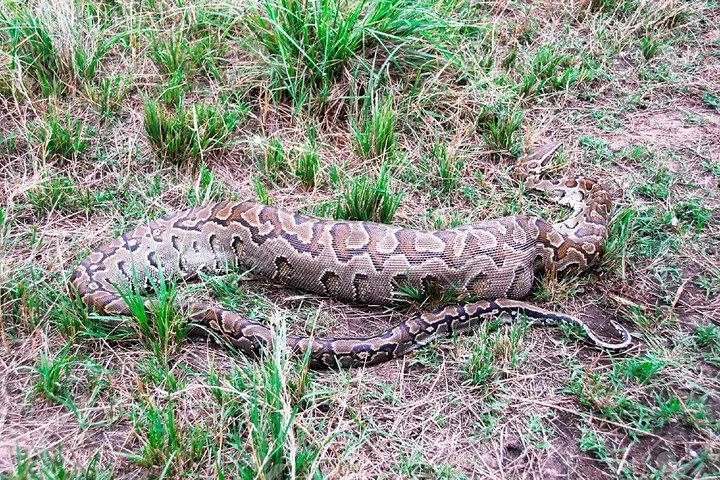 Big Five & Beyond – Join the 7 Days Safari Adventure