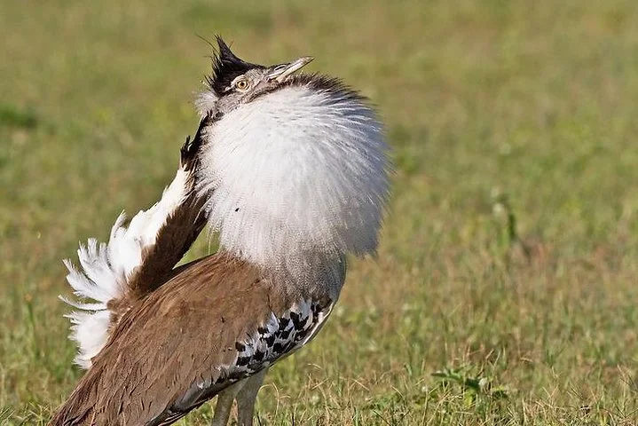 Big Five & Beyond – Join the 7 Days Safari Adventure