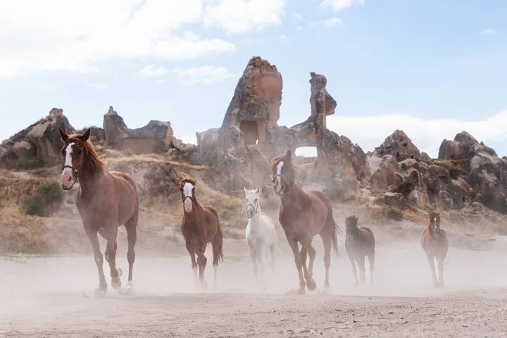 Cappadocia- Beautiful Horses Tours