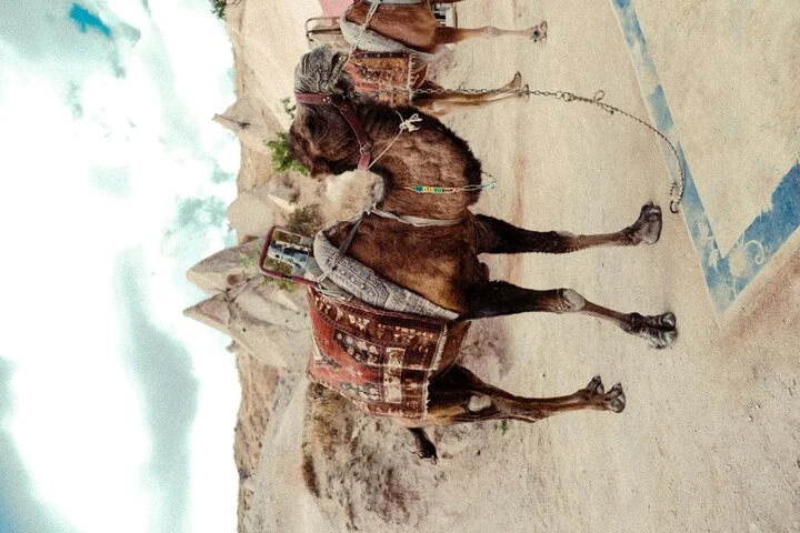 Cappadocia Camel Ride Experience with Hotel Pickup