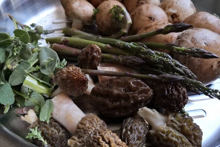 Foraging and Gastronomy Experience