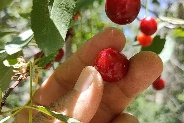 Foraging and Gastronomy Experience