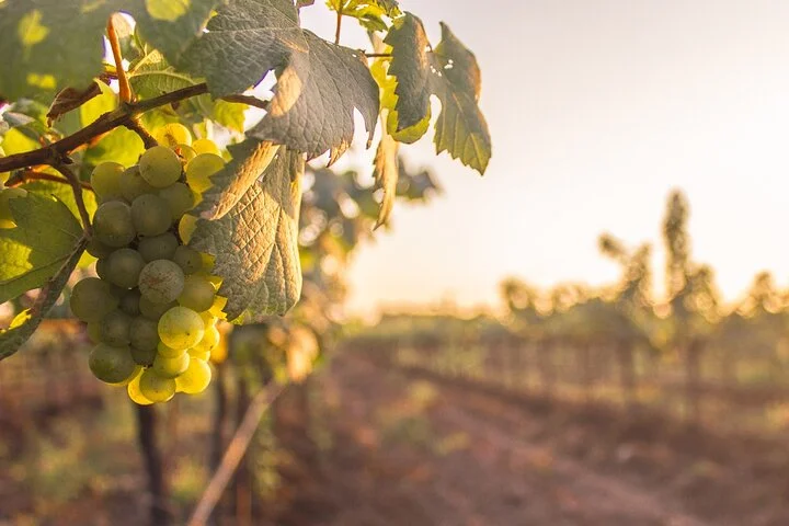 Half-Day Private Cappadocia Wine Tour Experience