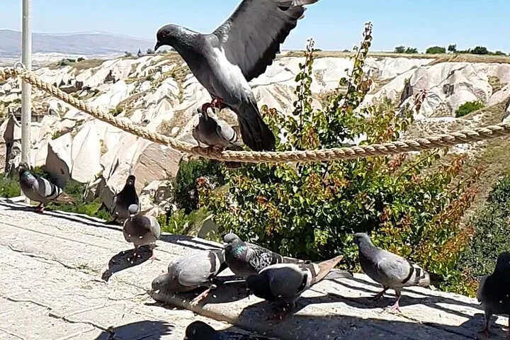 Mix Tour ( Combined Red+Green Tour)