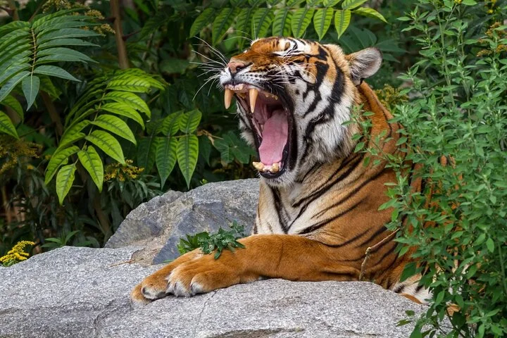 Sapanca Maşukiye Safari and Natural Wonders